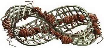 Red Ants 红蚂蚁 Escher 埃舍尔